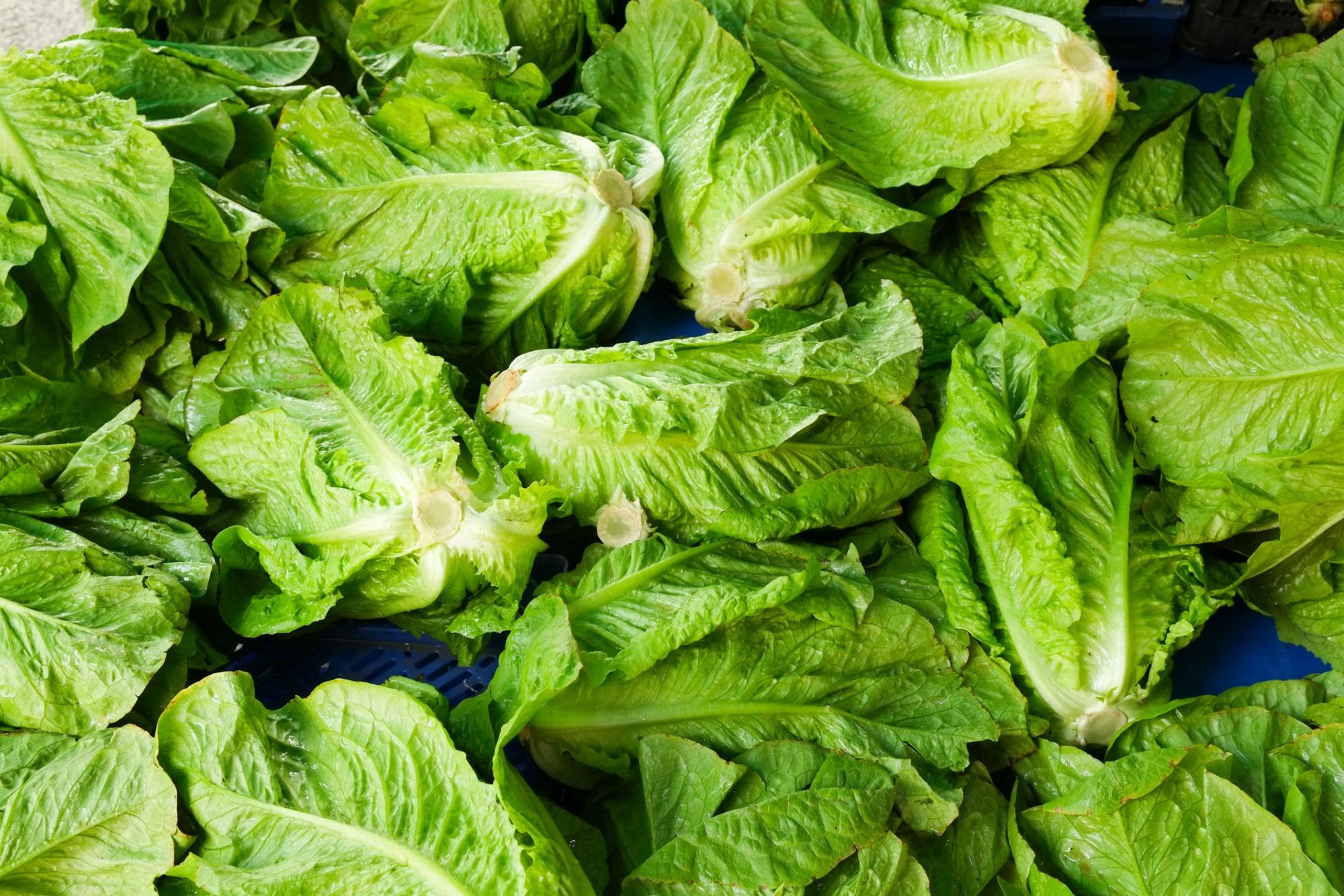 Produce of the Month: Romaine Lettuce