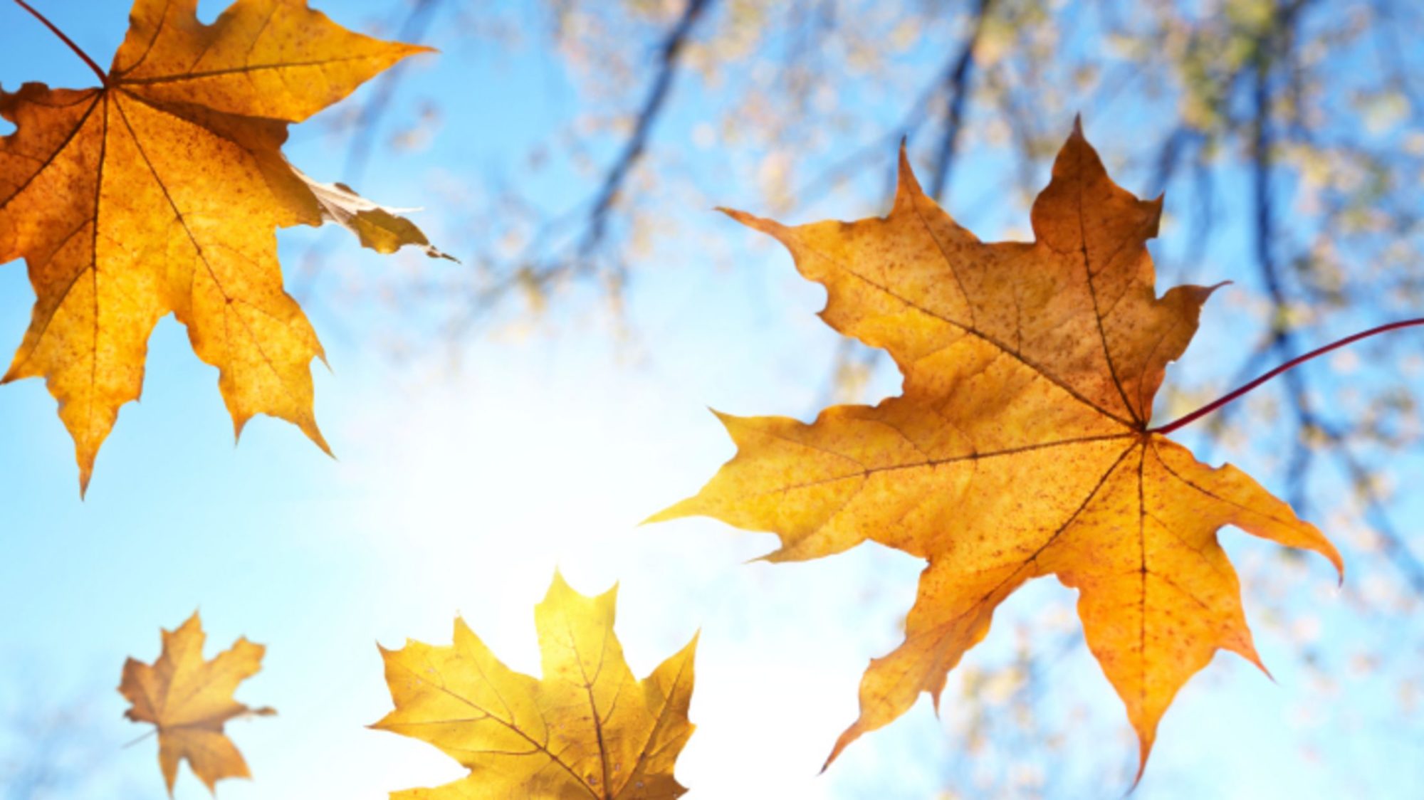 Health Advantages – Fall Season