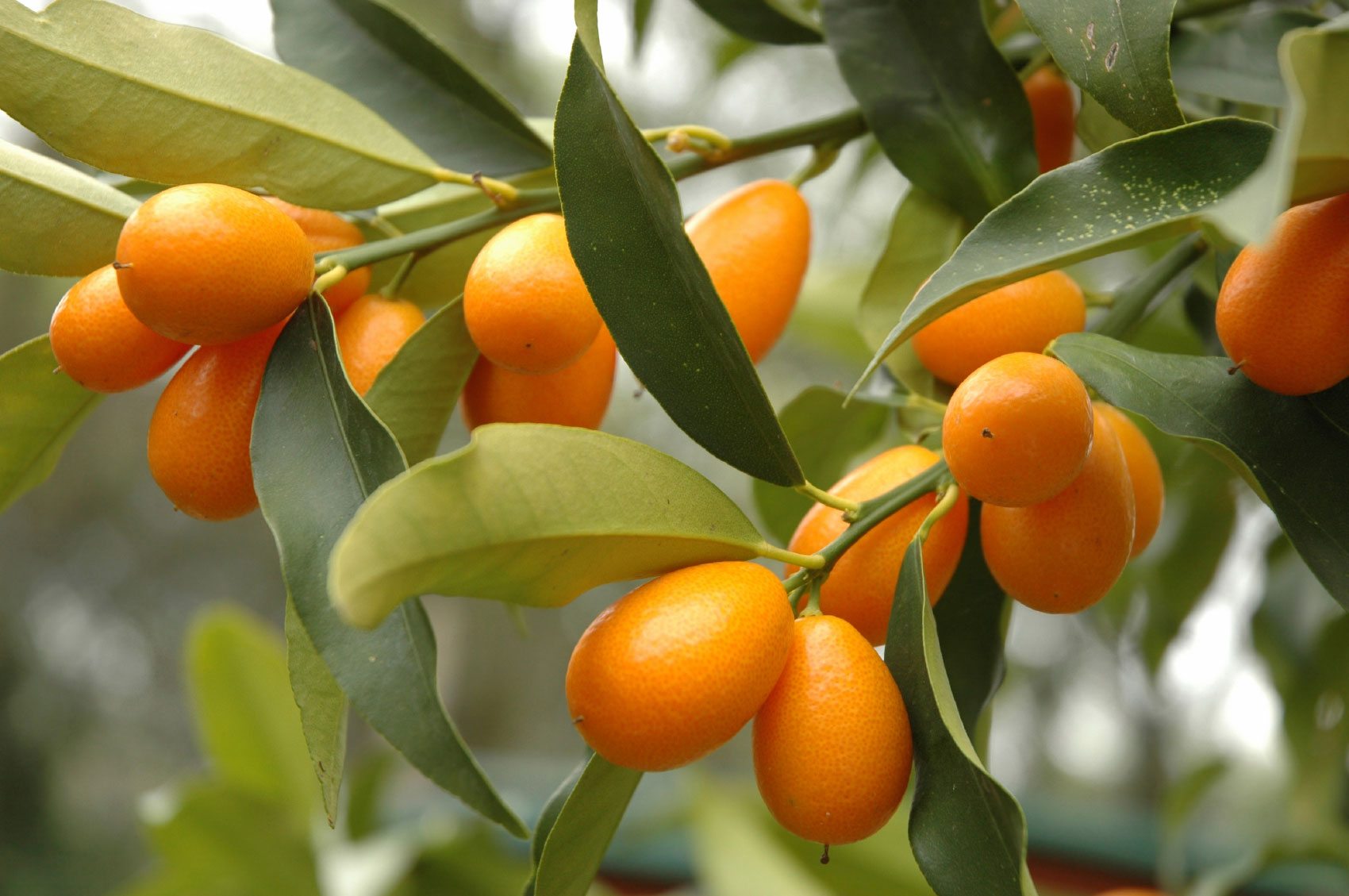 Produce of the Month: Kumquats